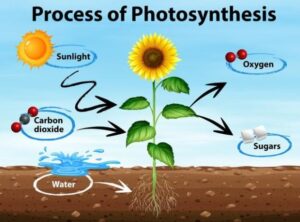 pengertian fotosintesis